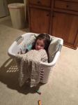 Molly in a laundry basket